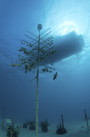 Divers learn about environmental impacts on Keys reefs through education, and participate in hands-on restoration dives.
